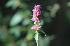 Agastache palmeri
