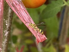 Ropalidia ornaticeps