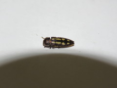 Castiarina crocicolor