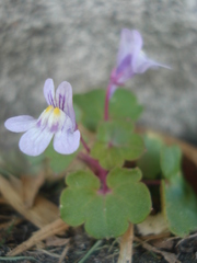 Cymbalaria muralis