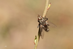 Tachinomyia