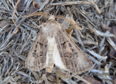 Agrotis lata