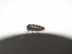 Castiarina crocicolor