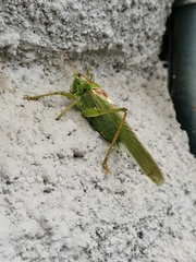 Tettigonia viridissima