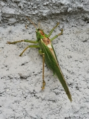Tettigonia viridissima