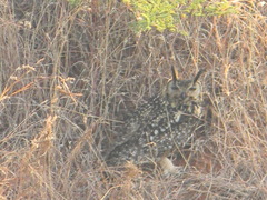 Bubo bengalensis