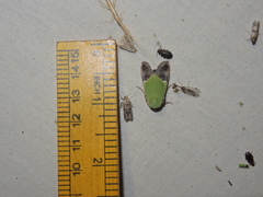 Hemichloridia euprepia