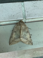Thyas juno