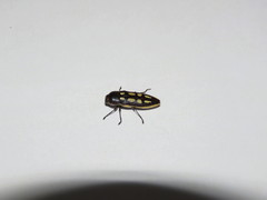 Castiarina crocicolor