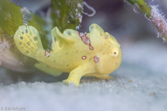 Antennarius maculatus