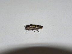 Castiarina crocicolor