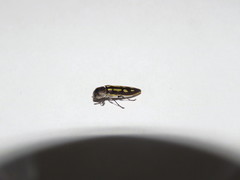 Castiarina crocicolor