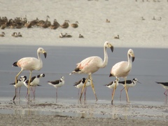 Phoenicoparrus andinus