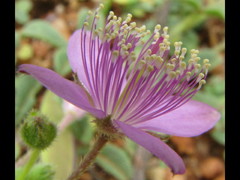 Cleome felina