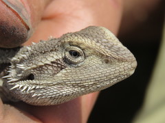 Pogona minor
