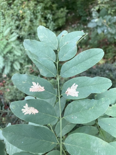 Locust Digitate Leafminer Moth photo 6