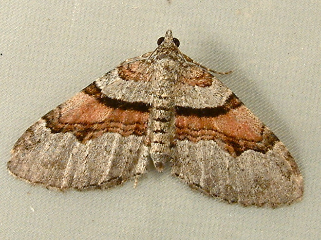 Xanthorhoini