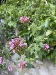 Centranthus ruber