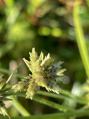 Cyperus elegans