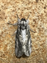 Commonia hesychima
