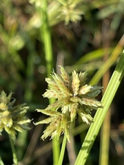 Cyperus elegans