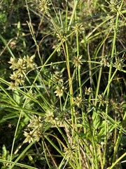 Cyperus elegans