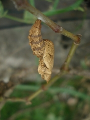 Dione vanillae