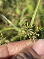 Cyperus elegans