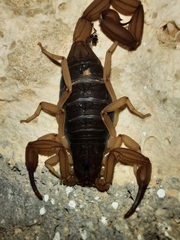 Centruroides ochraceus