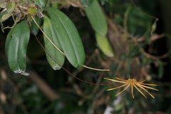 Bulbophyllum makoyanum
