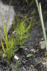 Serruria florida