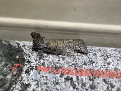 Prorocopis