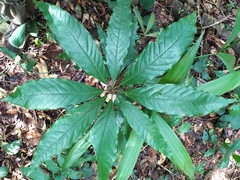 Actinodaphne bourdillonii