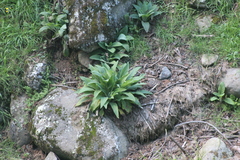 Agave inaequidens