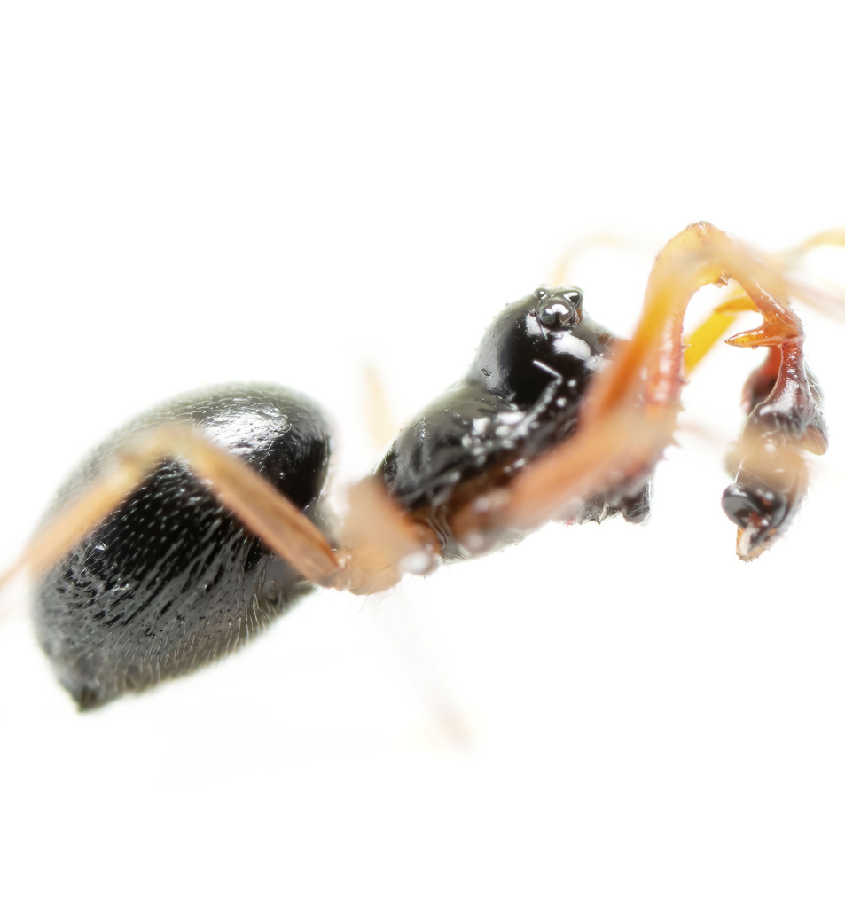 Post Dwarf Weaver