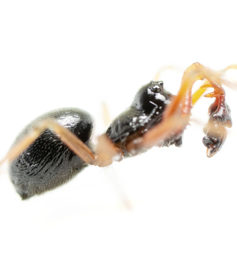 Post Dwarf Weaver