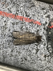 Prorocopis
