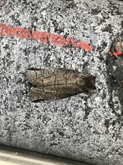 Prorocopis