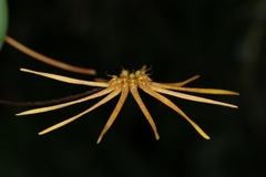 Bulbophyllum makoyanum