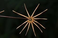 Bulbophyllum makoyanum