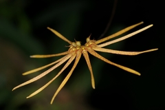 Bulbophyllum makoyanum