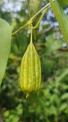 Aristolochia anguicida