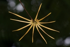 Bulbophyllum makoyanum