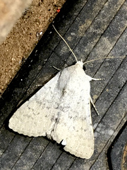 Pandesma submurina
