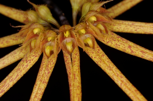 Daisy orchid (Bulbophyllum makoyanum)