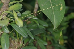 Bulbophyllum makoyanum