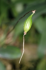 Bulbophyllum makoyanum