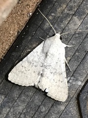 Pandesma submurina