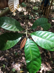Palaquium ellipticum