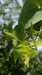 Aristolochia anguicida